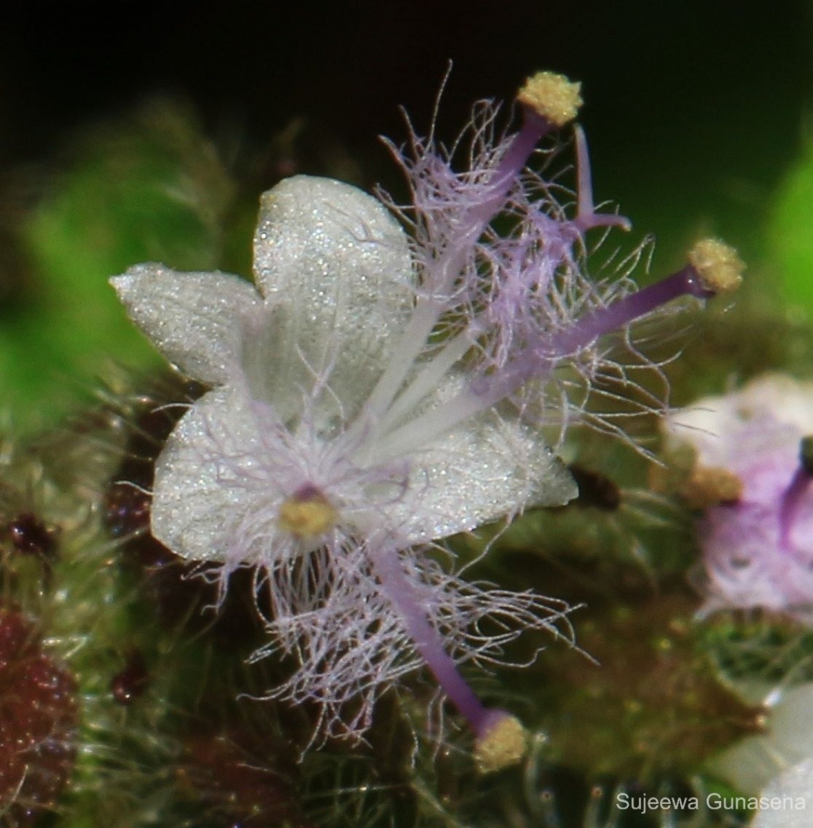 Pogostemon hirsutus Benth.